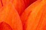 cropped-Chrysanthemum.jpg
